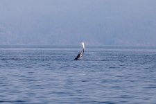 20250901-Whalewatching-CampbellRiver-039.jpg