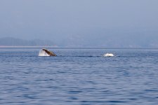 20250901-Whalewatching-CampbellRiver-045.jpg