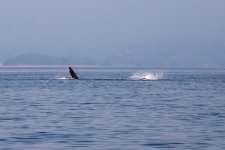 20250901-Whalewatching-CampbellRiver-049.jpg