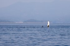 20250901-Whalewatching-CampbellRiver-051.jpg