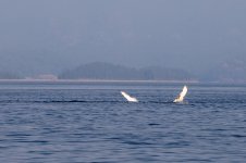 20250901-Whalewatching-CampbellRiver-057.jpg