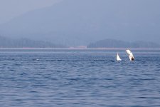 20250901-Whalewatching-CampbellRiver-061.jpg