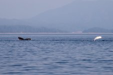20250901-Whalewatching-CampbellRiver-064.jpg