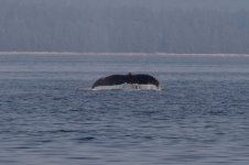 20250901-Whalewatching-CampbellRiver-069.jpg