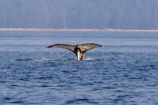 20250901-Whalewatching-CampbellRiver-070.jpg