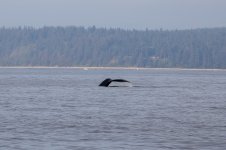 20250901-Whalewatching-CampbellRiver-081.jpg