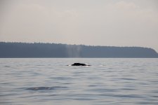 20250901-Whalewatching-CampbellRiver-100.jpg