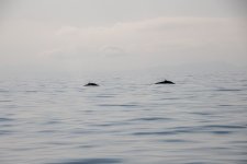 20250901-Whalewatching-CampbellRiver-106.jpg