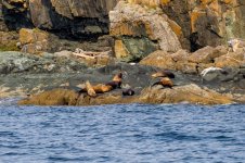 20250901-Whalewatching-CampbellRiver-114.jpg