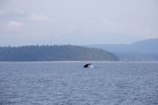 20250901-Whalewatching-CampbellRiver-130.jpg