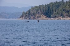 20250901-Whalewatching-CampbellRiver-146.jpg