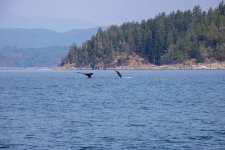 20250901-Whalewatching-CampbellRiver-147.jpg