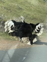 IMG_5667.jpeg
