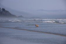 20250903-PacifcRim-Longbeach-Tofino-26.jpg