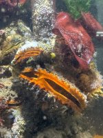 IMG_8194.JPEG
