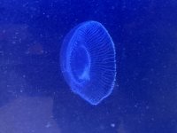 IMG_8209.JPEG