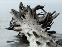 IMG_8739.JPEG
