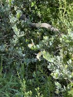 IMG_5790.jpeg