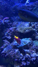 IMG_8190.JPG IMG_8190.JPG