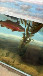 IMG_8229.JPG IMG_8229.JPG