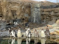 IMG_8235.JPG IMG_8235.JPG