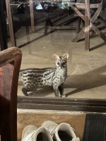 IMG_5936.jpeg
