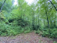 IMG_0786.jpeg
