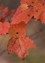 YHZ_10_05-17.jpg YHZ_10_05-17.jpg