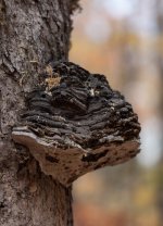 YHZ_10_05-25.jpg YHZ_10_05-25.jpg