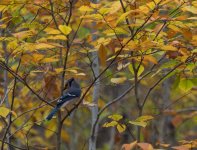 YHZ_10_05-28.jpg YHZ_10_05-28.jpg