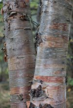 YHZ_10_05-31.jpg YHZ_10_05-31.jpg