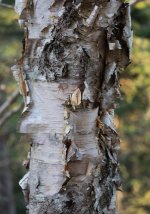 YHZ_10_05-43.jpg YHZ_10_05-43.jpg