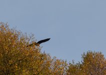 YHZ_10_05-47.jpg YHZ_10_05-47.jpg