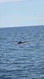 IMG_9304.JPG IMG_9304.JPG