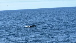 IMG_9325.JPG IMG_9325.JPG