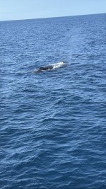 IMG_E9330.JPG IMG_E9330.JPG