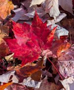 YHZ_10_06-3.jpg YHZ_10_06-3.jpg