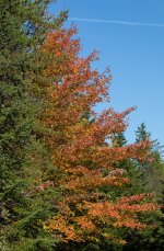 YHZ_10_06-11.jpg YHZ_10_06-11.jpg