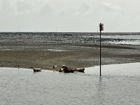 1765094741359.jpeg 1765094741359.jpeg