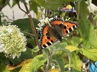 1765396815636.jpeg 1765396815636.jpeg