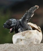 schildkrötenei.jpg