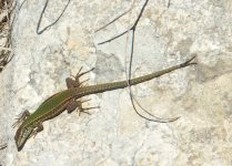 lizard.jpg lizard.jpg