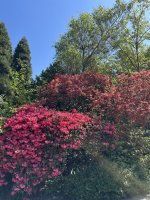 IMG_8484.jpeg IMG_8484.jpeg