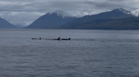 IMG_9750.jpeg