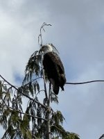 IMG_9537.jpeg