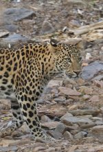 IMG_8955.jpg