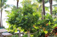 IMG_1040.jpg
