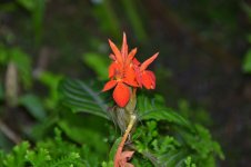 DSC_1250.jpg