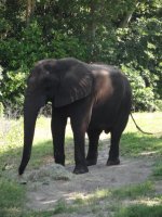 Elefant.jpg Elefant.jpg