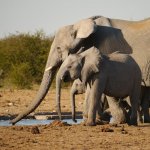 Afrika_013_7445k.jpg
